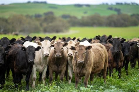  Khoekhoe Sheep Herd -  abstrakti ja abstrahoitu karja kuvaa kestävää tasapainoa