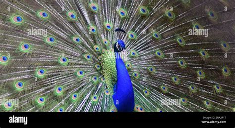  The Dancing Peacock - Vihreän ja Kullan Sävyjen Taiteellinen Festivaali!