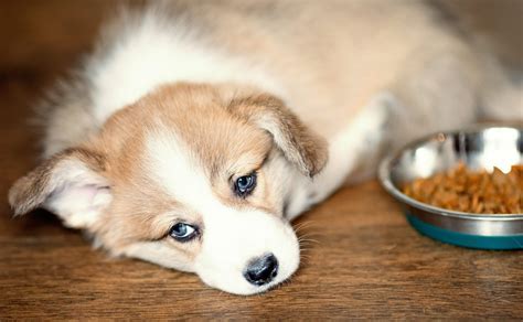 友達 家 ご飯 パーティー: なぜ猫はピザを食べないのか？